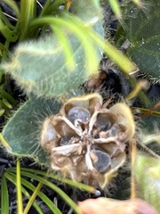 Hibiscus aethiopicus
