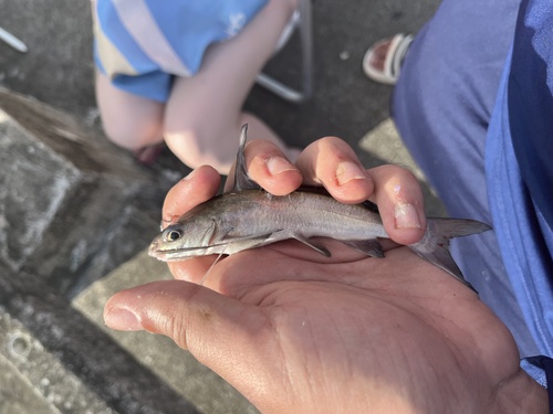 Guri sea catfish (Genidens genidens) — Ariidae