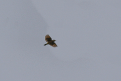 Mirafra rufocinnamomea