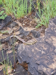 Trachylepis wahlbergii