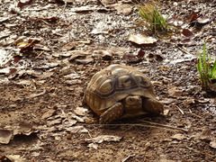 Centrochelys sulcata