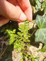 Asplenium obovatum lanceolatum