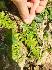 Asplenium obovatum lanceolatum