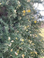Ulex
