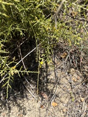 Aspalathus acuminata