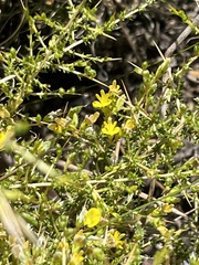 Aspalathus acuminata