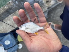 Trachinotus carolinus