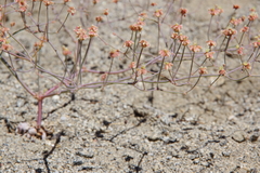 Eriogonum pusillum