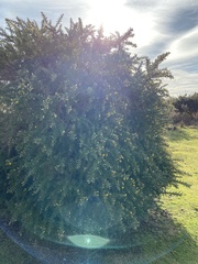 Ulex