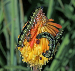 Hyles livornica
