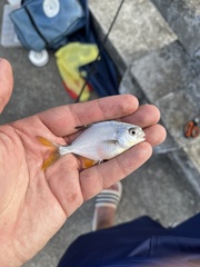 Trachinotus carolinus