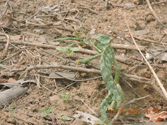 Chamaeleo zeylanicus