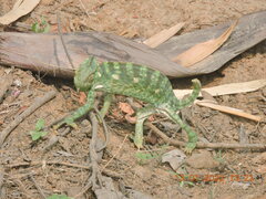 Chamaeleo zeylanicus