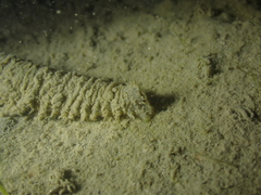 Flabelligera affinis