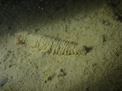 Flabelligera affinis