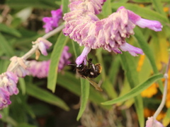 Bombus trifasciatus