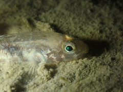 Pomatoschistus pictus
