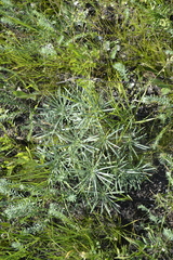 Onosma simplicissima