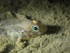 Pomatoschistus pictus