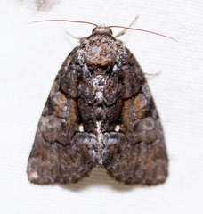 Chytonix
