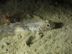 Pomatoschistus pictus
