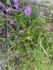 Hesperis matronalis