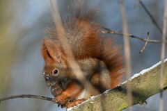 Sciurus vulgaris