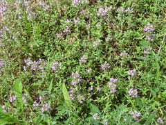Thymus serpyllum