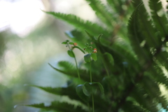 Alonsoa meridionalis