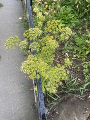 Levisticum officinale