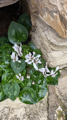 Cyclamen persicum