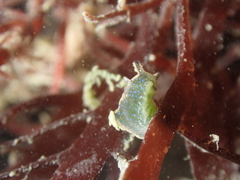 Elysia viridis