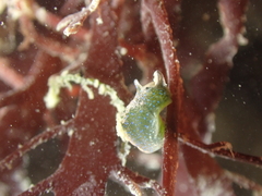 Elysia viridis
