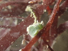 Elysia viridis