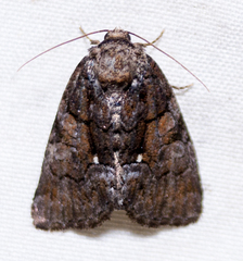 Chytonix