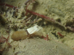 Philocheras sculptus