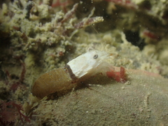 Philocheras sculptus