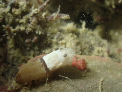 Philocheras sculptus