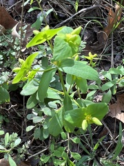 Euphorbia roemeriana