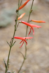 Penstemon labrosus