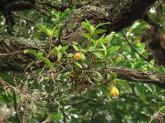Epidendrum pfahlii