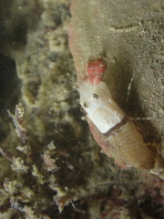 Philocheras sculptus