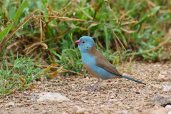 Uraeginthus cyanocephalus
