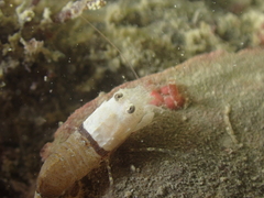 Philocheras sculptus