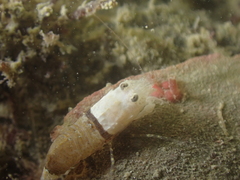 Philocheras sculptus