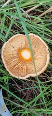Lactarius deliciosus
