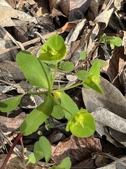 Euphorbia roemeriana