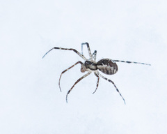 Pityohyphantes phrygianus