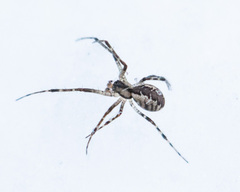 Pityohyphantes phrygianus