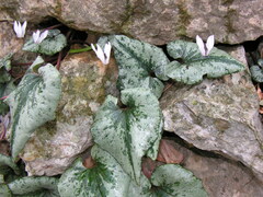 Cyclamen balearicum
